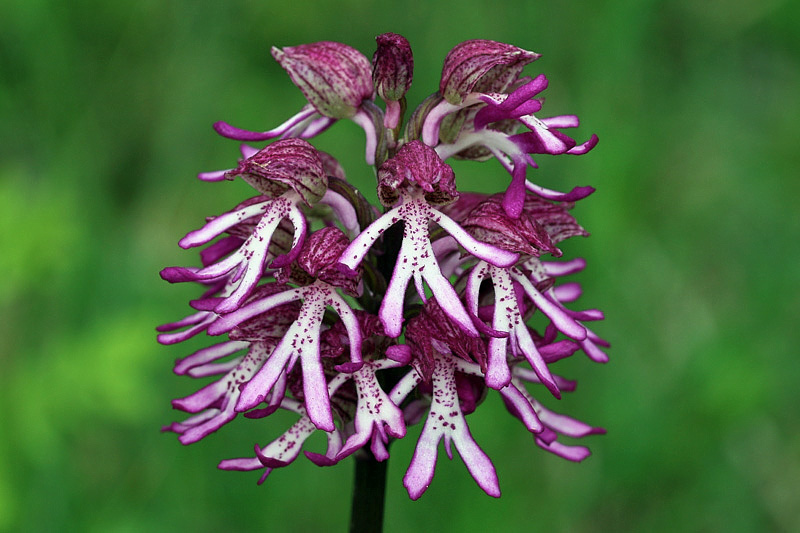 Orchis x angusticruris Franch. ex Humn.